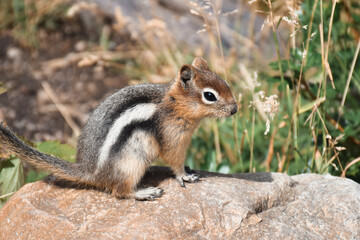 Cute little chipmunk sitting on a rock