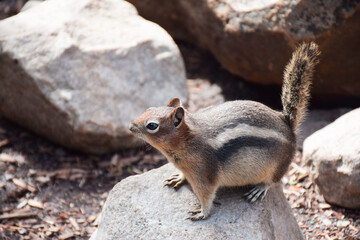 Cute little chipmunk sitting on a rock