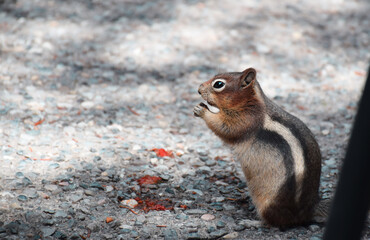 Cute little chipmunk eating human food scraps of the ground