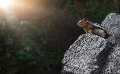 Obraz premium Chipmunk sitting on top of rocks with copy space