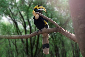 Hornbill perched on a branch freely in the forest.
