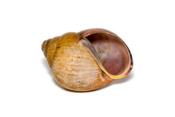 Image of brown spiral sea shell on a white background. Undersea Animals. Sea shells.