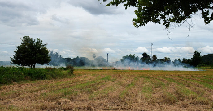 Farmers burn weeds in rice fields to prepare for rice planting.