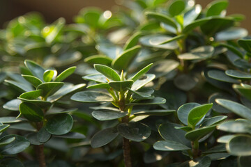 Boxwood - Small green foliage is a very decorative garden plant. The evening sunlight shines warmly against the blurred background and the beautiful bokeh in the evening atmosphere.