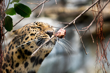 leopard sniffing