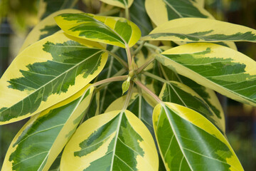 Indian spotted rubber tree is a tree with beautiful yellow and green leaves, popularly planted to decorate the garden. The leaves have many detailed, straight lines as an ornamental plant.