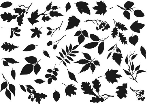 Leaf silhouettes, tree leaves and plant seeds icons. Vector isolated forest tree leaf of maple, birch or poplar, rowan berries and oak acorns, elm, chestnut, aspen and poplar sprout twigs