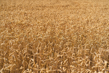 Golden ripe ears of wheat. Wheat field. Ears of golden wheat close up. The concept of planting and harvesting a rich harvest. Rural landscape.