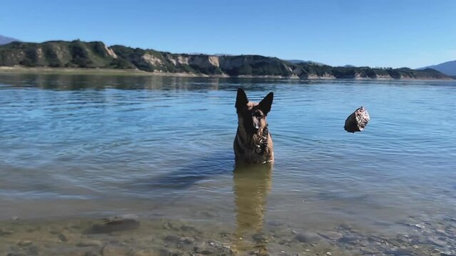Playful German Shepherd dog fetches a rock thrown in the water, slow mo, Lake Cachuma