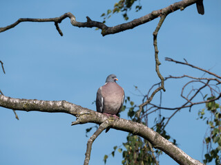 A pigeon is resting in a tree on a dry branch