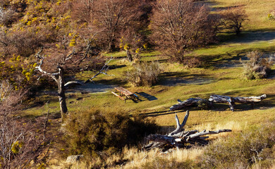 mesa de picnic, acampar entre arboles de un parque nacional, reserva nacional, espacio para acampar, árboles sin hojas, césped 