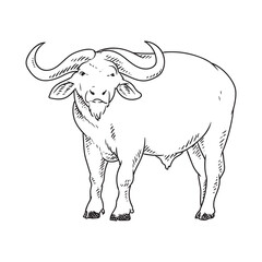 bull or buffallo book illustration