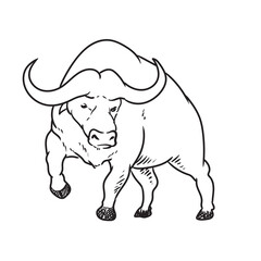 bull or buffallo book illustration