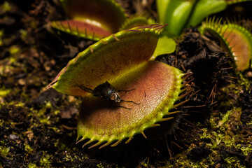 Dionaea muscipula Venus atrapamoscas