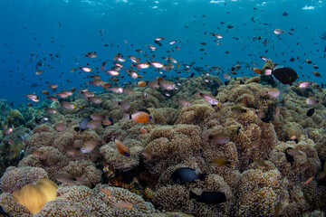 A lot of fish living beside a huge field of sea anemones. Underwater world of Tulamben, Bali, Indonesia.