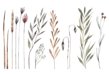 Collection of wild field plants. Ears, herbs, buds watercolor illustration. Herbarium style illustration