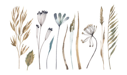 Collection of dry meadow herbs and ears. Watercolor illustration of wild plants in herbarium style. Illustrations for postcards, banners, invitations. Autumn herbs. - obrazy, fototapety, plakaty