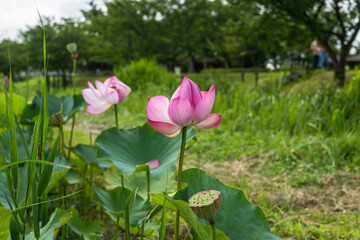 Obraz premium 蓮田の蓮の花
