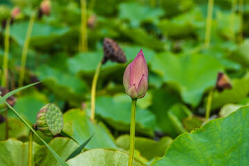 蓮田の蓮の花