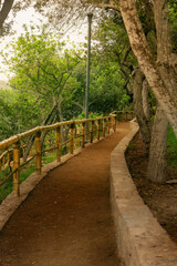 Fototapeta premium CAMINO EN MEDIO DEL BOSQUE, PAISAJE DE BAMBO, LOMA AMARILLA SOLITARIO