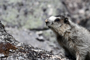 Naklejka na ściany i meble A hoary marmot (Marmota caligata) in a boulder field high in Alaska's Talkeetna Mountains.
