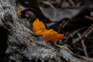 Mushroom in the tree