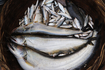 River fish in local fish market