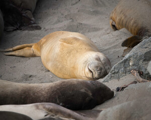 Northern Elephant Seals (Mirounga angustirostris) bask in the sun at the Piedras Blancas Rookery in San Simeon, CA.