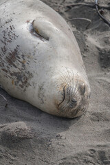 A female Northern Elephant Seal (Mirounga angustirostris) basks in the sun at the Piedras Blancas Rookery in San Simeon, CA.
