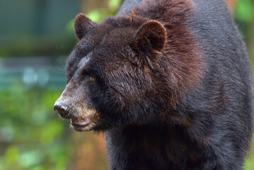 Close up photo of american black bear