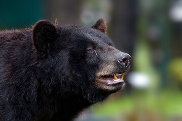 Close up photo of american black bear