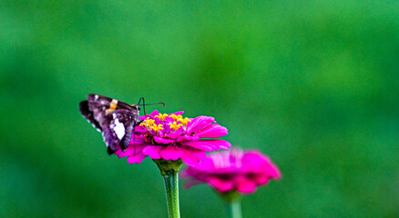 butterfly on flower