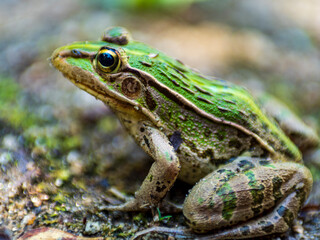 Fototapeta premium 見つめるトノサマガエル