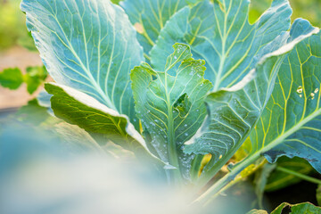 A leaf of a growing white cabbage is infested with whiteflies close-up against a blurred...