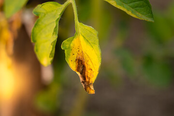 The leaves of a growing tomato are infected with phytophthora close-up. Withered dry leaves of vegetable crops in the garden. Fungal infection on garden bed plants. Common tomato disease