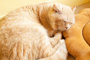 Fototapeta na wymiar cat with his eyes closed. cat lies clasped and closed his eyes