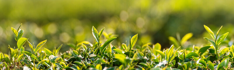 Fototapeta premium Banner Green tea tree leaves field young tender bud herbal Green tea tree in camellia sinensis organic farm. Panorama Fresh Tree tea leaf plant green nature in herbal farm background with Copy Space