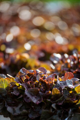 Salad farm vegetable red oak lettuce. Close up fresh organic hydroponic vegetable plantation produce red green salad hydroponic cultivate farm. Red oak lettuce salad in green Organic plantation Farm.