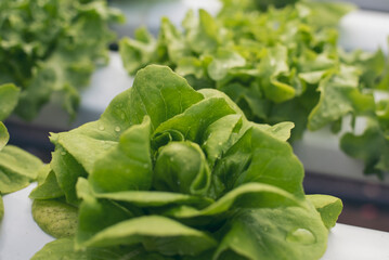 Close up fresh organic hydroponic vegetable plantation produce green salad hydroponic cultivate farm. Green oak lettuce salad in green Organic plantation Farm. Salad farm vegetable green oak lettuce