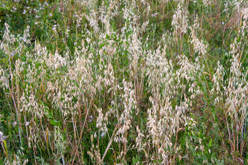 A field sown with oats. Selective focus.