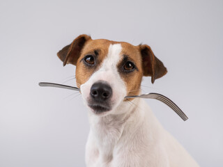 Close-up portrait of a dog Jack Russell Terrier holding a fork in his mouth on a white background.