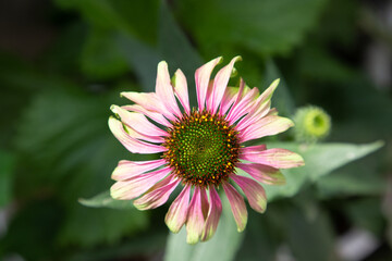 綺麗な花が咲いた一凛のひまわり