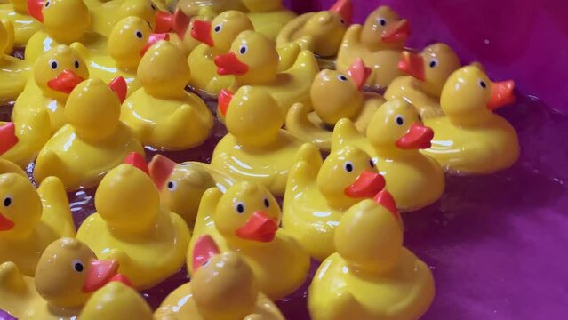Yellow rubber ducks floating on the water, popular carnival games at Ekka Brisbane, Royal Queensland Show, Australia.