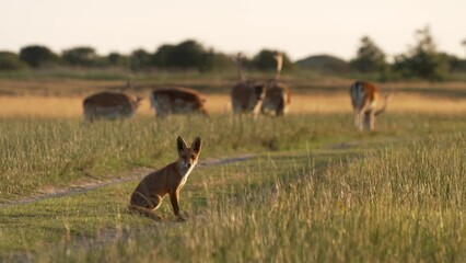 Attentive juvenile red fox look at camera with deer family in blurry background