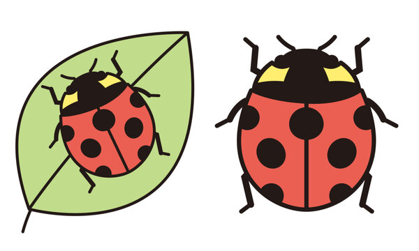 ナナホシテントウ Images Browse 847 Stock Photos Vectors And Video Adobe Stock