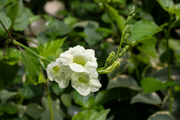 White flowers are blooming.