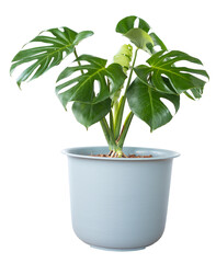 Green Monstera giant tree in pot isolated white background. Clipping path object.