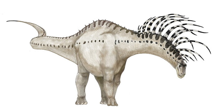 バジャダサウルスは白亜紀前期の現代の南アメリカ大陸パタゴニア北部で発見された。この竜脚類は首が短く体が比較的小さいディクラエオサウルス科に分類されている。特徴は頸椎から二股に分岐した異様に長い神経棘。同様に長い神経棘で知られているアマルガサウルスと異なり、棘が前方に向かって湾曲している点から防御的な武器として棘を威嚇的に使用したとする解釈がより理にかなっているように思える。