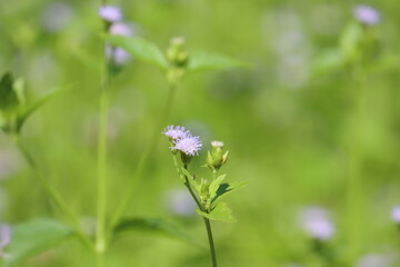 Cambodia. Praxelis is a genus of flowering plants in the tribe Eupatorieae within the family Asteraceae.