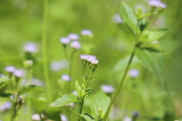 Cambodia. Praxelis is a genus of flowering plants in the tribe Eupatorieae within the family Asteraceae.